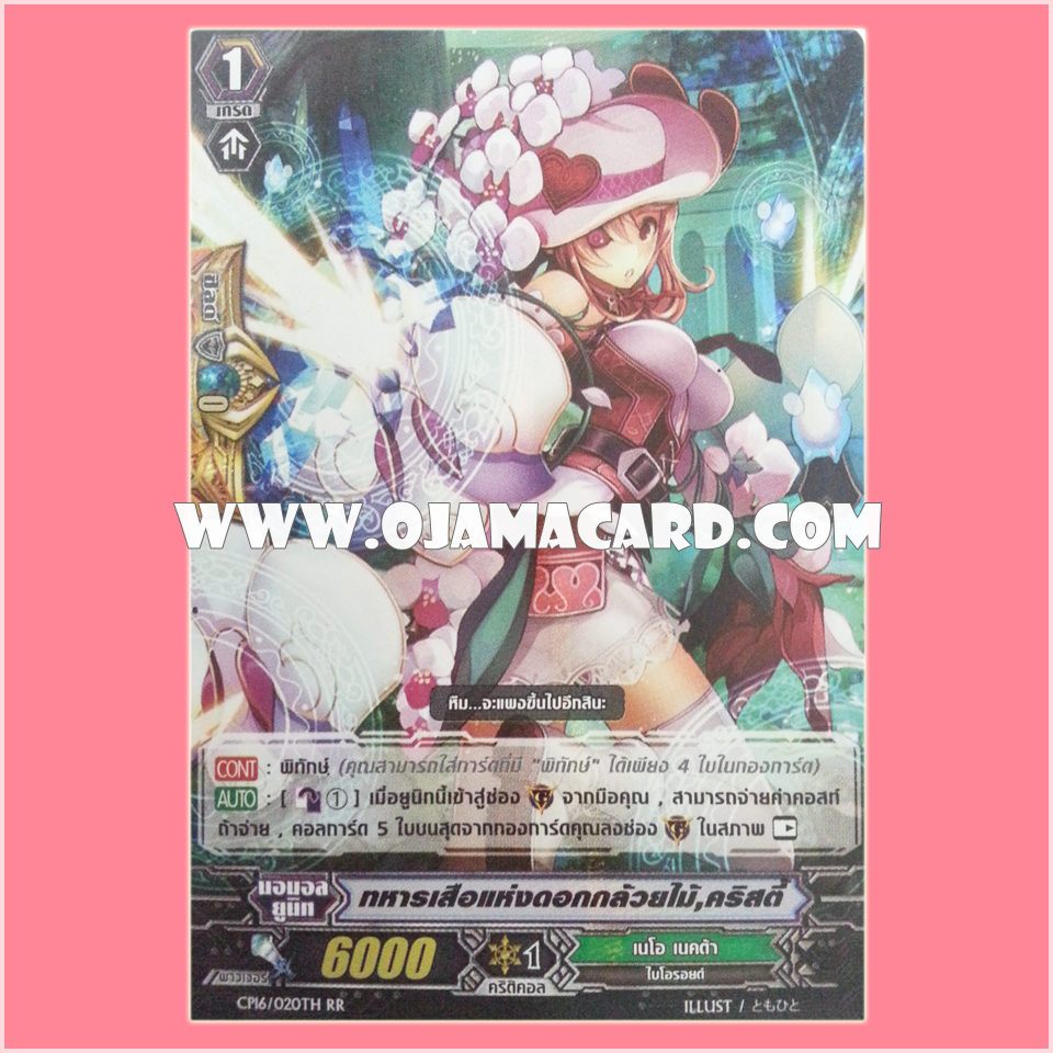 CP16/020TH : ทหารเสือแห่งดอกกล้วยไม้, คริสตี้ (Phalaenopsis Musketeer, Kirstie) - RR
