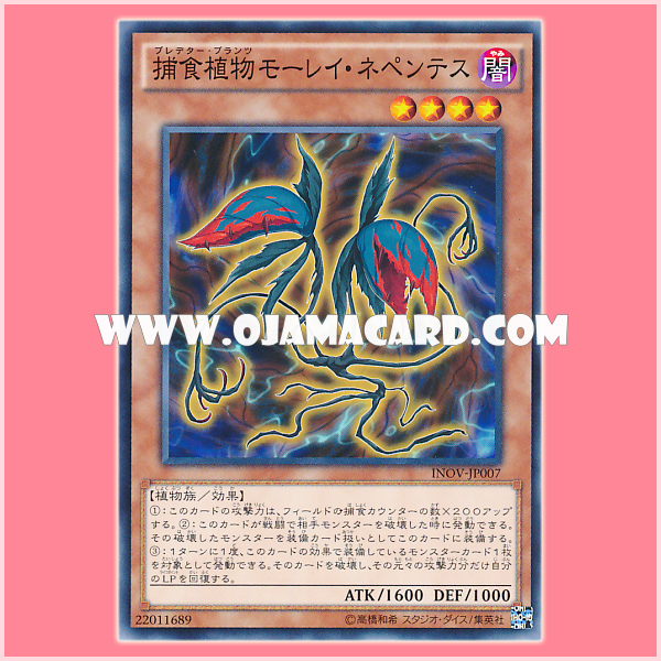 INOV-JP007 : Predator Plant Moray Nepenthes / Predator Plants Moray Nepenthes (Common)