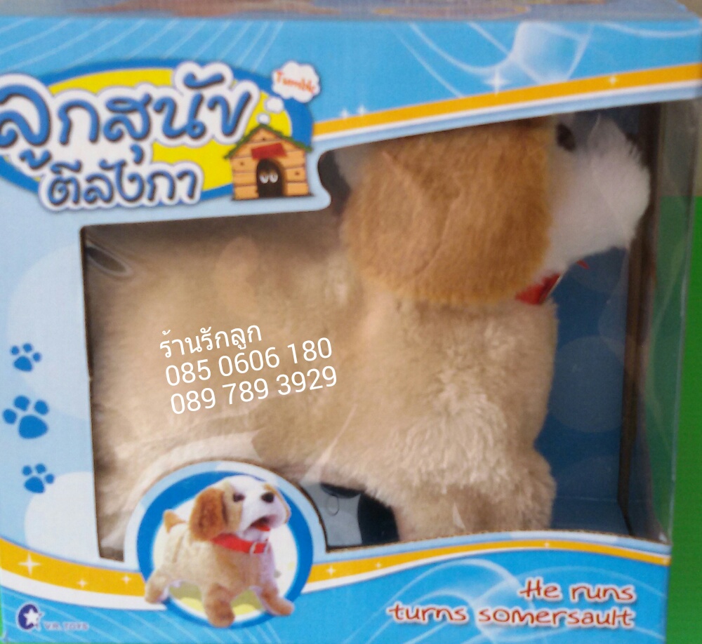 ลูกสุนัขตีลังกา ตัวขนปุกปุยน่ารัก