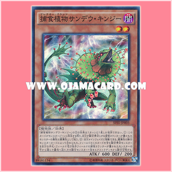 SPFE-JP005 : Predaplant Chlamydosundew / Predator Plants Sundew Kingii (Super Rare) 99%