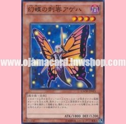 GAOV-JP013 : Swallowtail Butterspy (Common)
