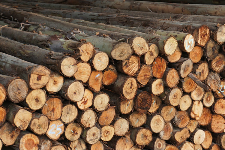 ไม้ยูคา 6 นิ้ว 8 เมตร ** ราคาส่ง* หากสั่งจำนวนน้อย รบกวนทักแชทสอบถามราคา