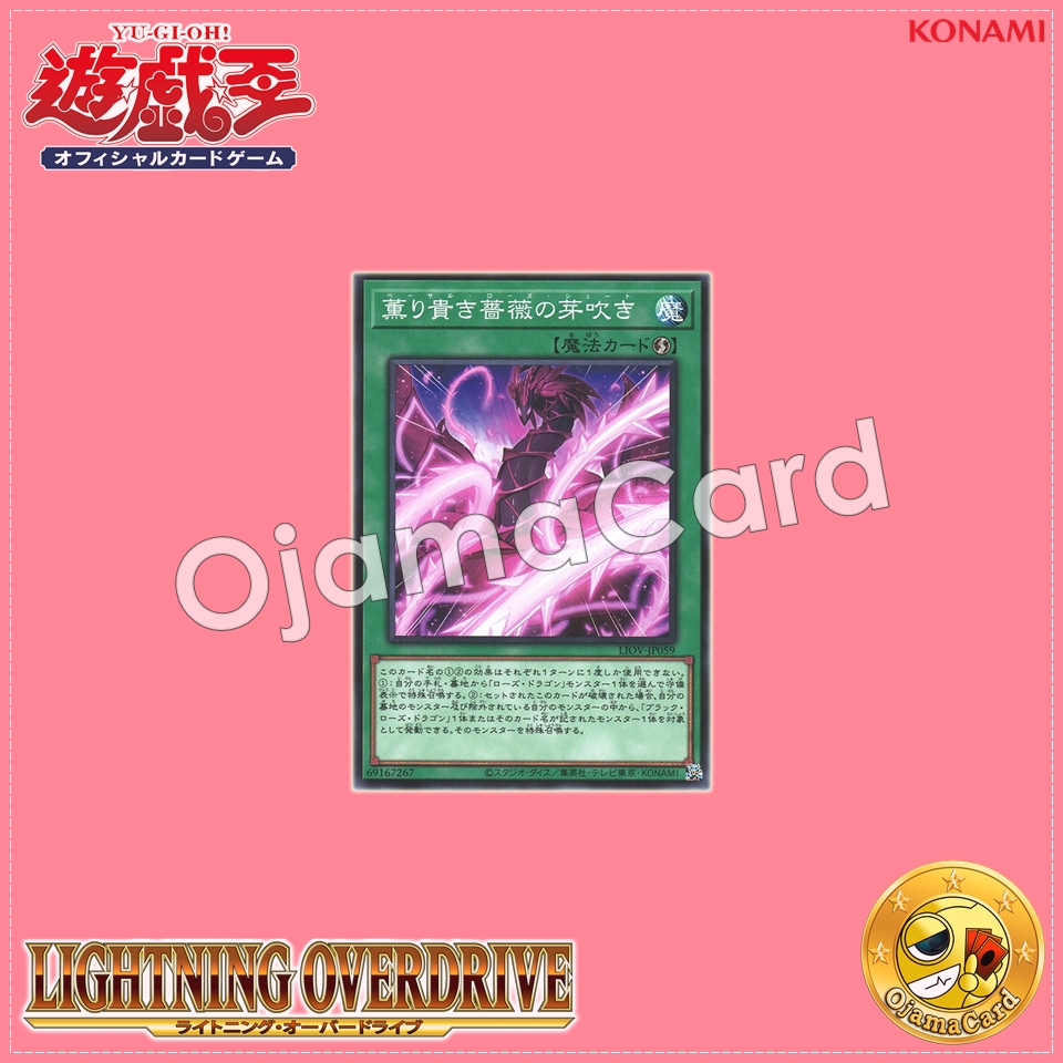LIOV-JP059 : Basal Rose Shoot (Common)