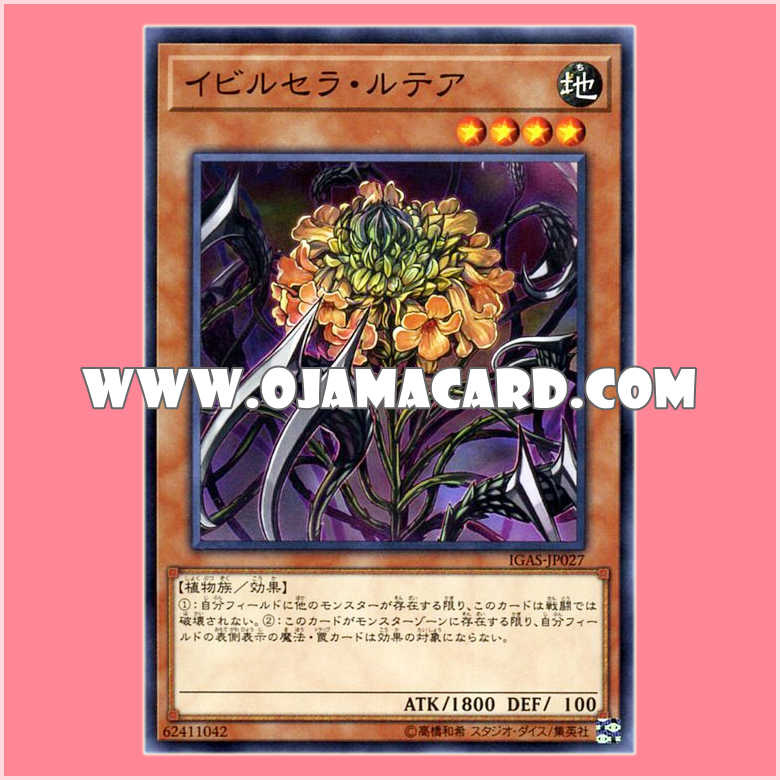 IGAS-JP027 : Evilcella Lutea (Common)「JP」