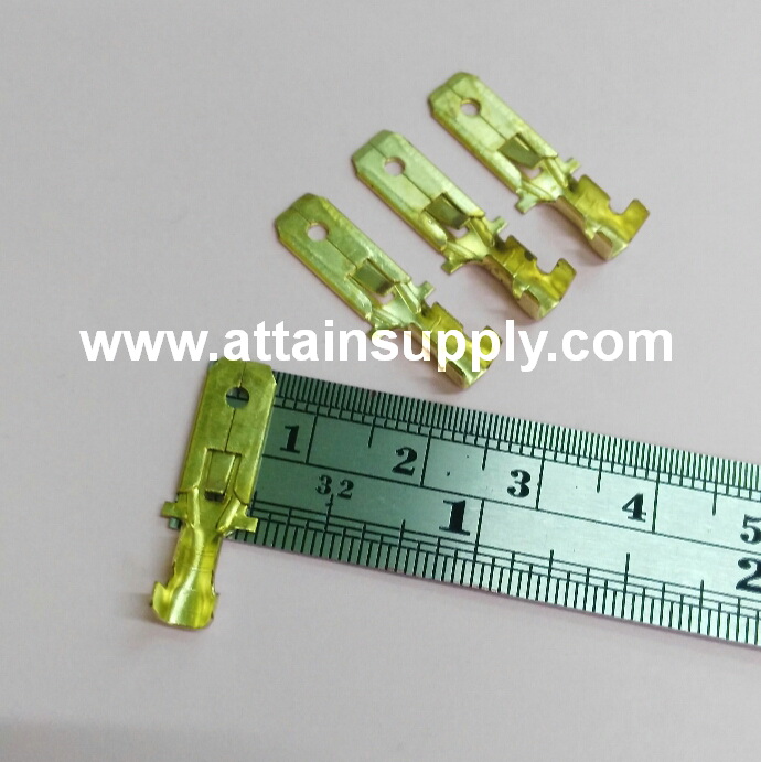 หางปลาทองเหลือง-แบน No.1