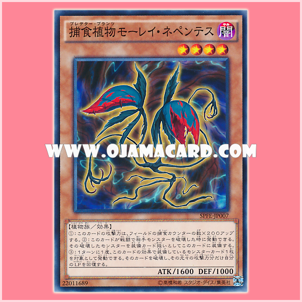 SPFE-JP007 : Predaplant Moray Nepenthes / Predator Plants Moray Nepenthes (Common) 98%