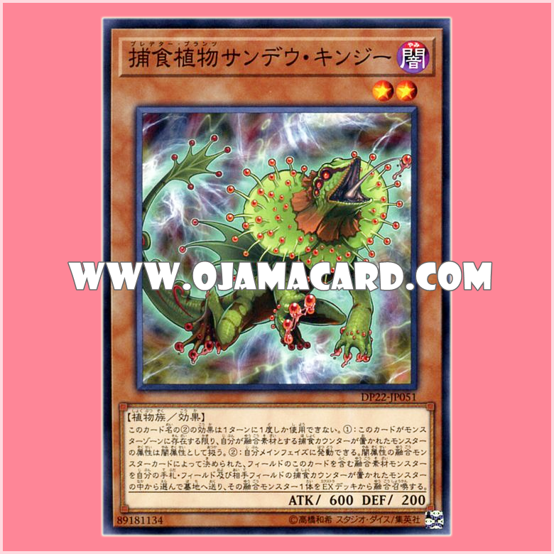 DP22-JP051 : Predaplant Chlamydosundew / Predator Plants Sundew Kingii (Common)