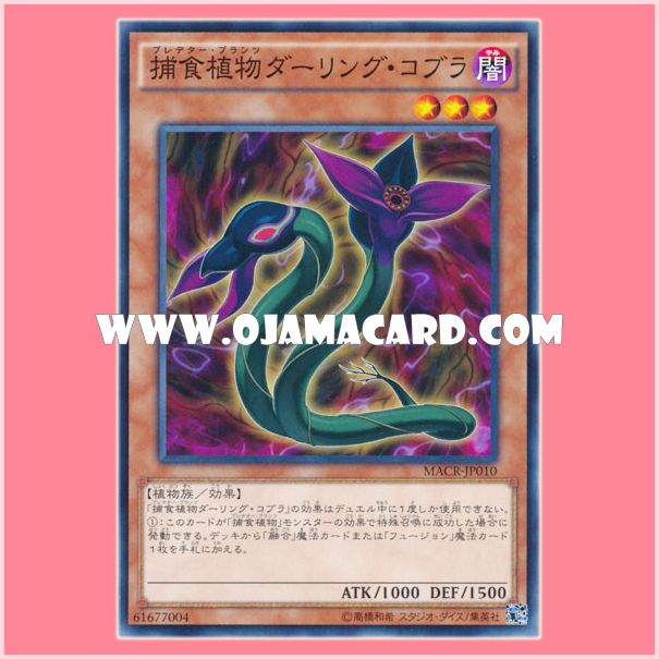 MACR-JP010 : Predaplant Darling Cobra / Predator Plants Darling Cobra (Common)