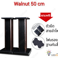 Walnut สูง 50 cm