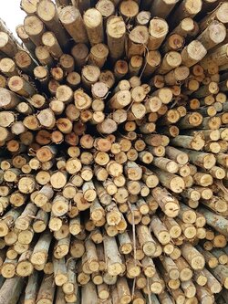 ไม้ยูคา 7 นิ้ว 6 เมตร ** ราคาส่ง* หากสั่งจำนวนน้อย รบกวนทักแชทสอบถามราคา