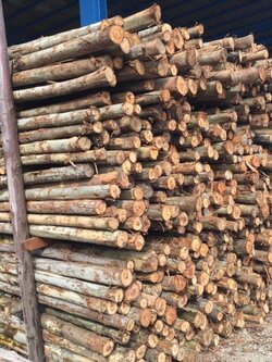 ไม้ยูคา 1 1/2 นิ้ว 3 เมตร ** ราคาส่ง* หากสั่งจำนวนน้อย รบกวนทักแชทสอบถามราคา