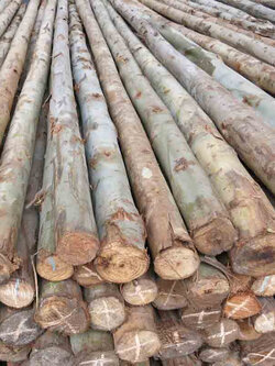 ไม้ยูคา 5 นิ้ว 5 เมตร ** ราคาส่ง* หากสั่งจำนวนน้อย รบกวนทักแชทสอบถามราคา