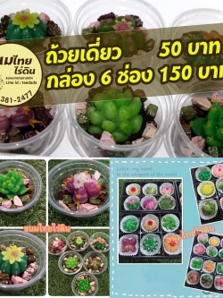 อาลัวแคคตัส