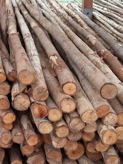 ไม้ยูคา 4 นิ้ว 4 เมตร ** ราคาส่ง* หากสั่งจำนวนน้อย รบกวนทักแชทสอบถามราคา