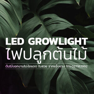 28. LED Growlight ไฟสำหรับปลูกต้นไม้,ปลูกผักไฮโดรโปนิกส์