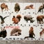 บัตรภาพจิ๊กซอว์จับคู่ภาพกับคำศัพท์ ชุดสัตว์ป่า (Wild Animal)
