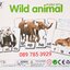 บัตรภาพจิ๊กซอว์จับคู่ภาพกับคำศัพท์ ชุดสัตว์ป่า (Wild Animal)